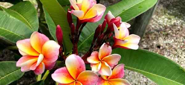 La plumería amarillenta deja lo que hace que las hojas de plumeria se vuelvan amarillas?