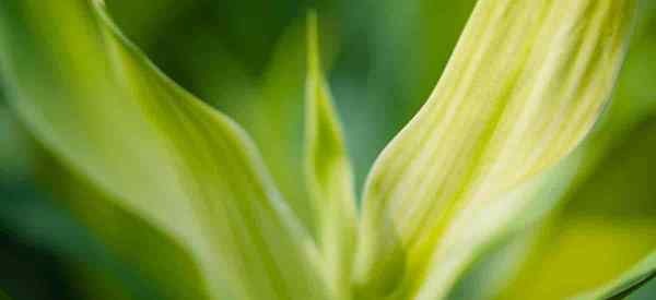 Mengapa daun bambu keberuntungan saya menjadi kuning?