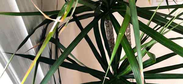 9 raisons pour les feuilles de dracaena devenant jaune ou brun?