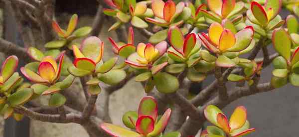 Apa dan bagaimana membuat daun tanaman giok menjadi merah?