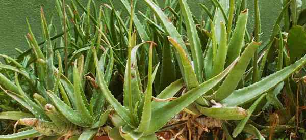 ¿Por qué las hojas de aloe se vuelven amarillas??