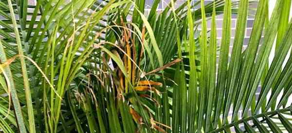 ¿Por qué las hojas de palma de majestad se vuelven marrones??