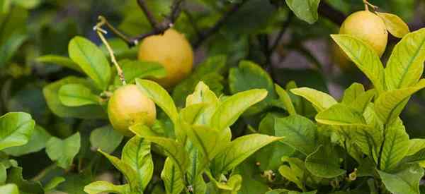 Mengapa Daun Pohon Lemon Meyer Saya Mengubah Kuning?