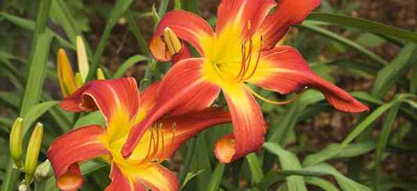 Kapan Anda harus mengurangi daylilies?