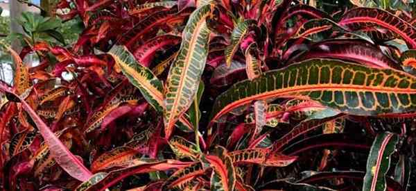 ¿Cuáles son las enfermedades comunes de la planta de croton??