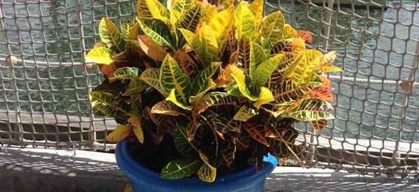 O que devo fazer com minha planta de Croton no inverno?