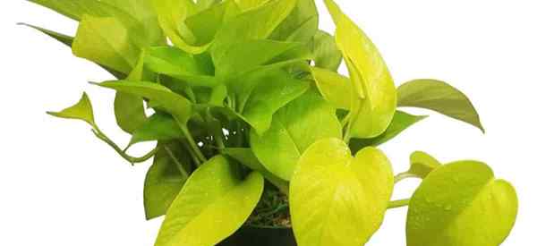 Como crescer e cuidar dos Pothos de Neon