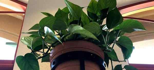 Grow Jade Pothos Comment prendre soin des Pothos verts