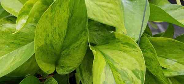 Penjagaan Jessenia Pothos Menumbuhkan Limey Green Pothos