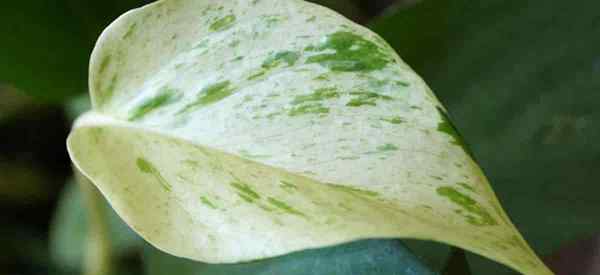 Wachsende Schneeenkönigin Pothos Wie man sich für Schnee Pothos kümmert