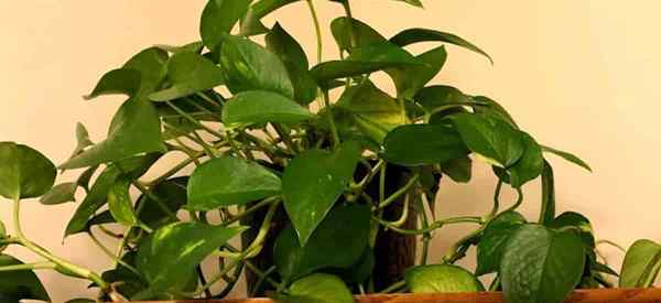 Comment pouvez-vous faire pousser des Pothos plus vite?