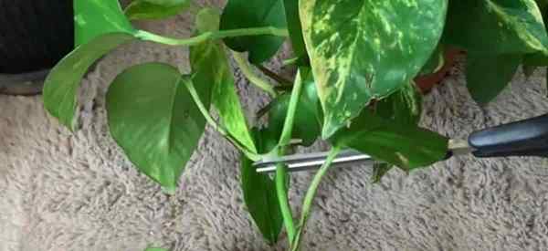 Poda Pothos plantas como aparar videiras de Pothos