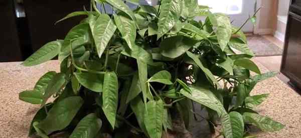 Tumbuh Cebu Blue Pothos Cara Merawat Epipremnum Pinnatum