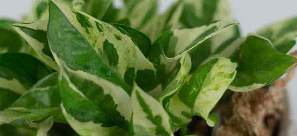 Cuidar de Pothos Pearls y Jade Plant