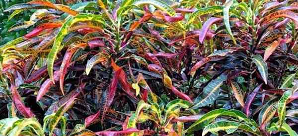 À quelle fréquence arrosez-vous les plantes de croton?