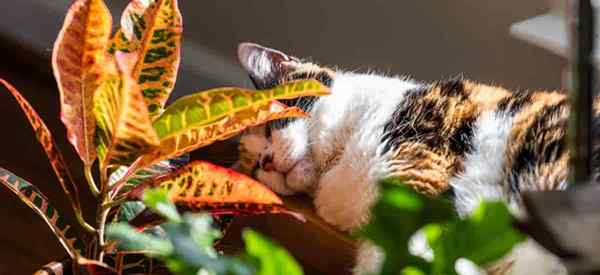 Es croton tóxico para los gatos? Son las plantas croton venenosas?