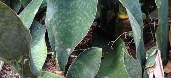 Sansevieria Masoniana Care Wachstum Whale Flossenschlangenanlage