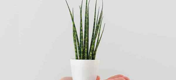 Wie man wächst und für Sansevieria Fernwood Mikado Schlangenpflanzen sorgt