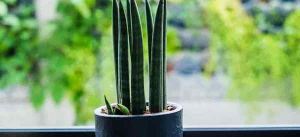 Sansevieria en croissance Stuckyi comment s'occuper des plantes de serpents Stuckyi