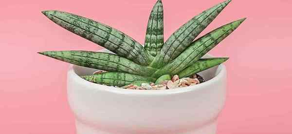 Sansevieria Boncel Care uprawianie zakładu Boncel Snake