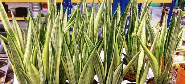 Comment prendre soin de la sensation de Sansevieria Bantel