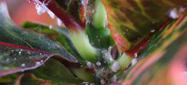 Comment tuer la coche en coton sur les plantes de croton?