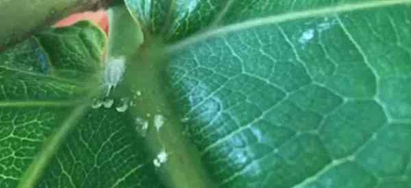 Mealybugs pada petua kawalan FICUS