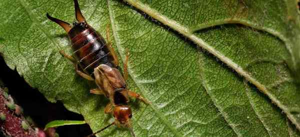 Adakah bumi diatoma membunuh earwigs?