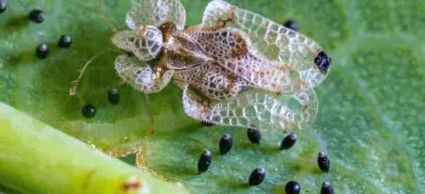 Comment utiliser l'huile de neem pour contrôler les insectes en dentelle