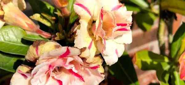 Cara Mengawal Perosak Desert Rose dan Penyakit