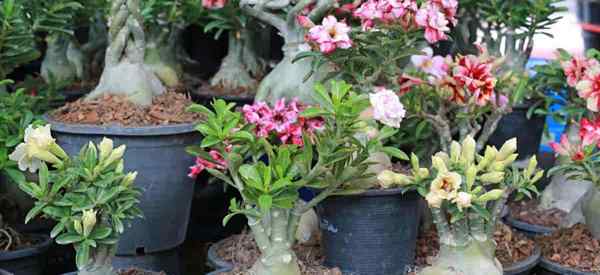 Variedades de rosas desertas Existem outros tipos de plantas de adenium?