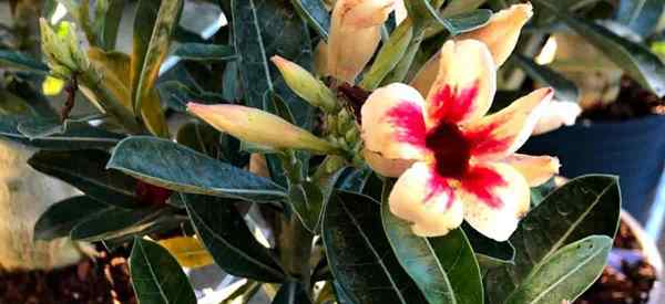 Gurun Rose Root Rot Penjimatan Adenium dari Rooting Roots