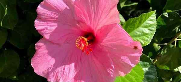 Riegue de hibisco cómo regar plantas de hibisco