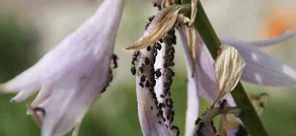 Comment contrôler les pucerons de haricots noirs