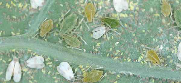 Cómo prevenir y controlar la infestación de pulgones de durazno verde