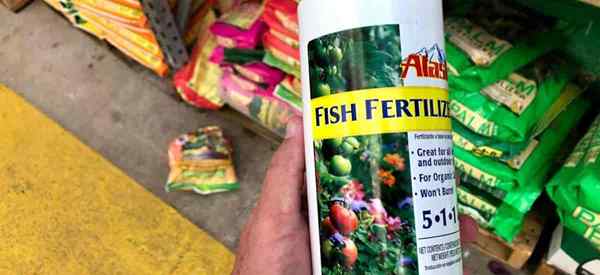 Pouvez-vous utiliser l'émulsion de poisson pour fertiliser les plantes succulentes?