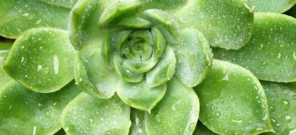 Echeveria Green Prince Care rozwijanie Zielonego Księcia