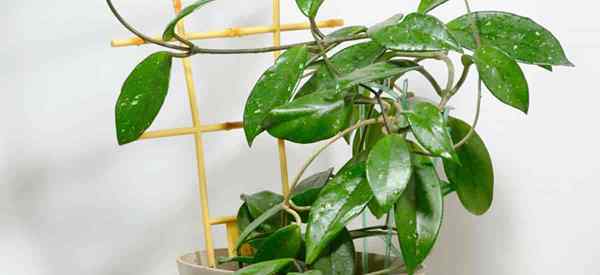 HOYA BELLA CARE CRESCENDO A PLANTA DE CAVER MINIATURA