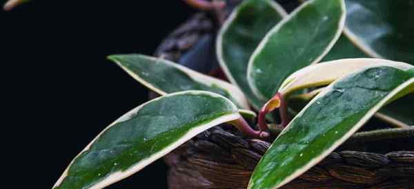 Hoya Carnosa Variegata Berkembang dan Penjagaan