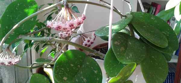 Como cultivar plantas Hoya Obovata