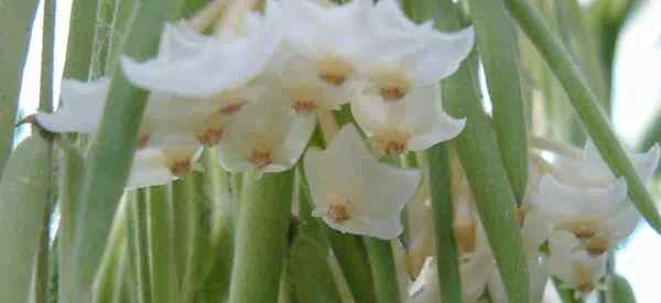 Hoya linearis soin de la façon de cultiver des vignes de vigne de cire de feuilles d'aiguille