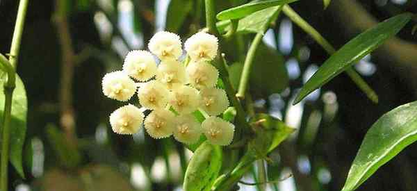 Hoya Lacunosa Tumbuh dan Penjagaan Penjagaan