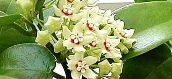 Hoya Australis Care Menumbuhkan tanaman hoya australis yang sehat