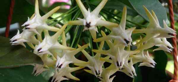 Hoya Multiflora Care wachsen Multiflora Hoyas