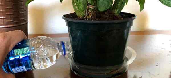 Plantas de rega de fundo como regar vasos de plantas de fundo?