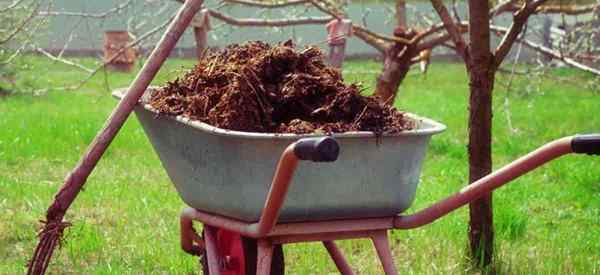 Usos do estrume de vaca em perguntas e respostas de jardinagem