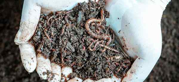 Castings de gusanos usa | Beneficios | Té | Soluciones orgánicas