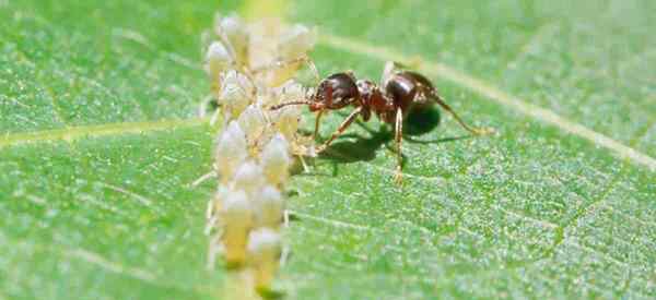 Honeydew aphid apa itu, apa yang menyebabkannya dan bagaimana kita menyingkirkannya?