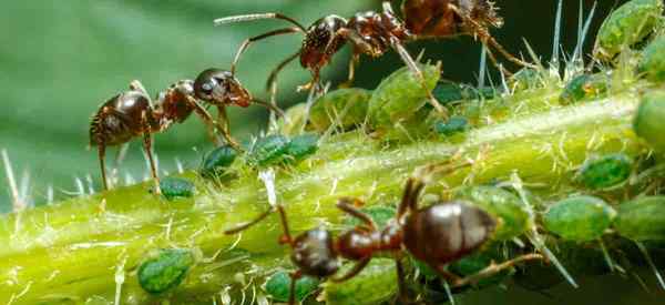 Como os Aphids fazem formigas?