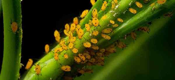 Aphids Orange Cara Menghilangkan Aphids Milkweed Orange